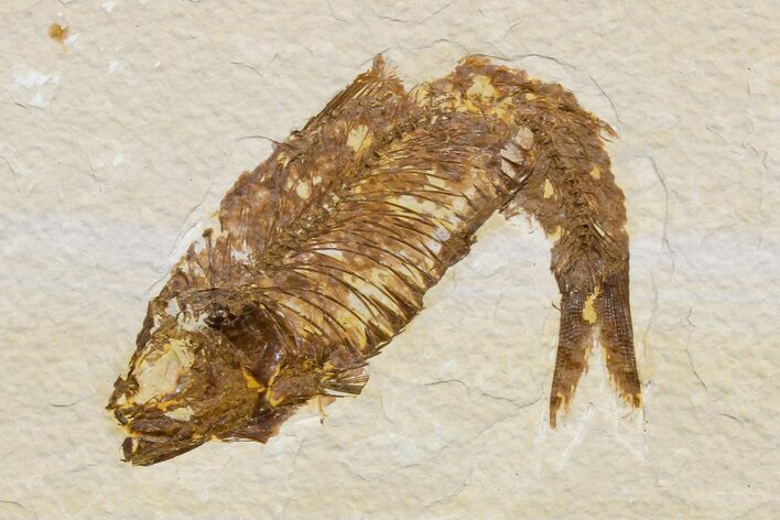 Detailed Fossil Fish (Knightia) - Wyoming #174694